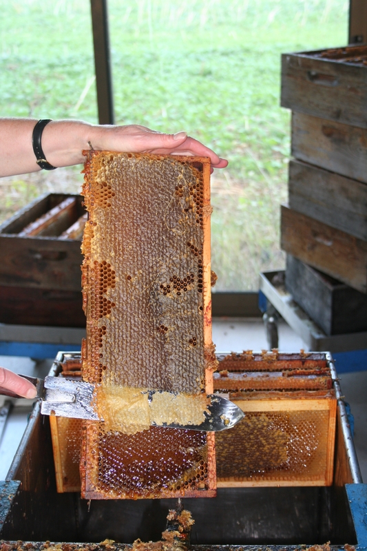 sur l apiculture