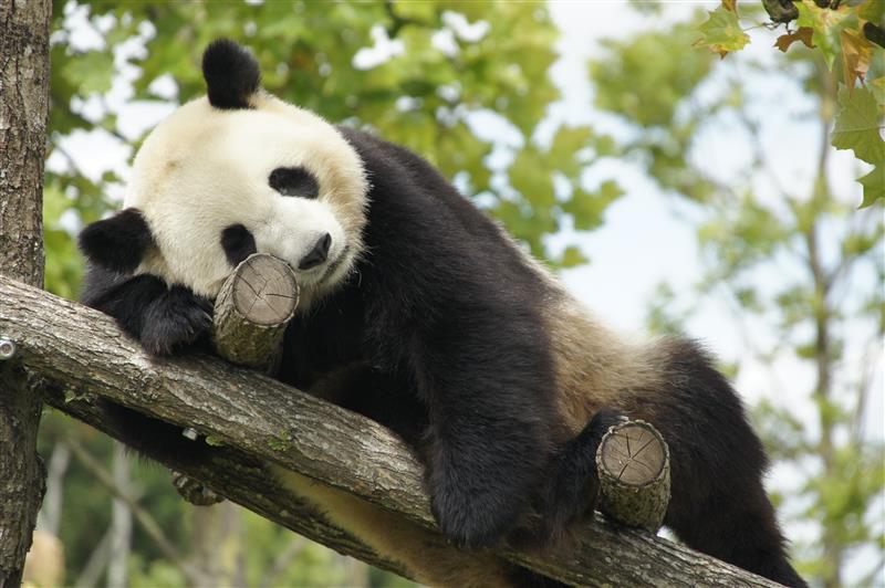 Panda-Zooparc de Beauval