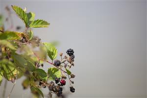 Pêche à l'étang des Landes de l'Aquiaulne