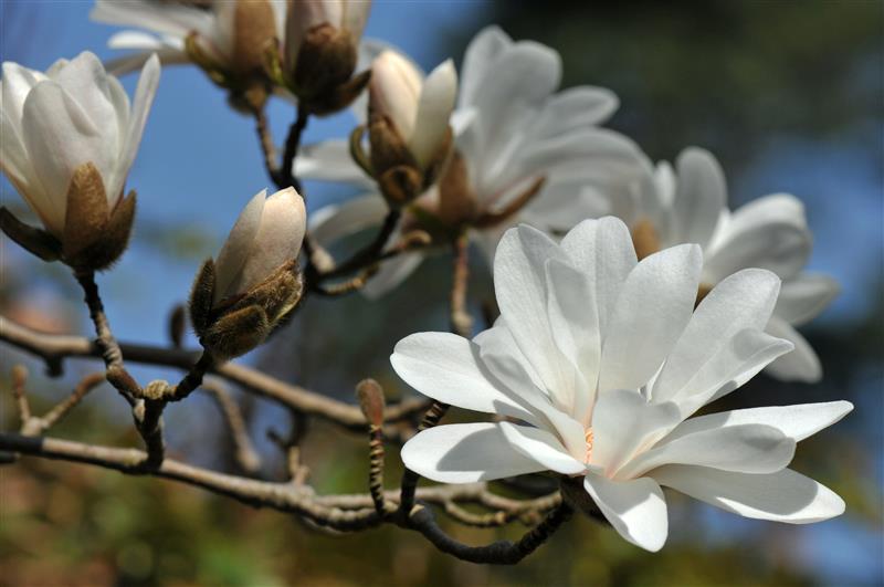 Une collection française de Magnolias