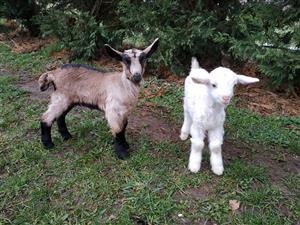 Phirisse et le petit caillou - ferme d'animation