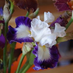 Iris Cayeux