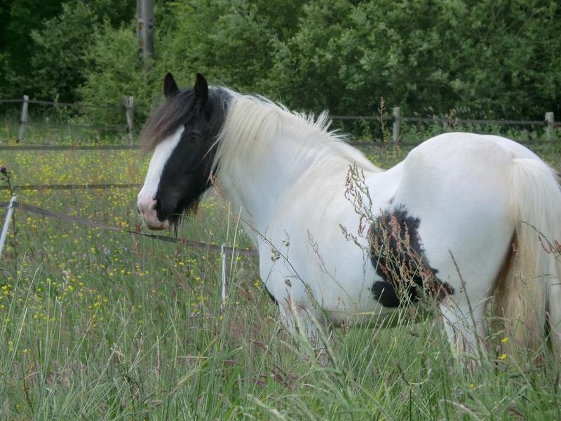 - Crédit photo : - Crédit photo :