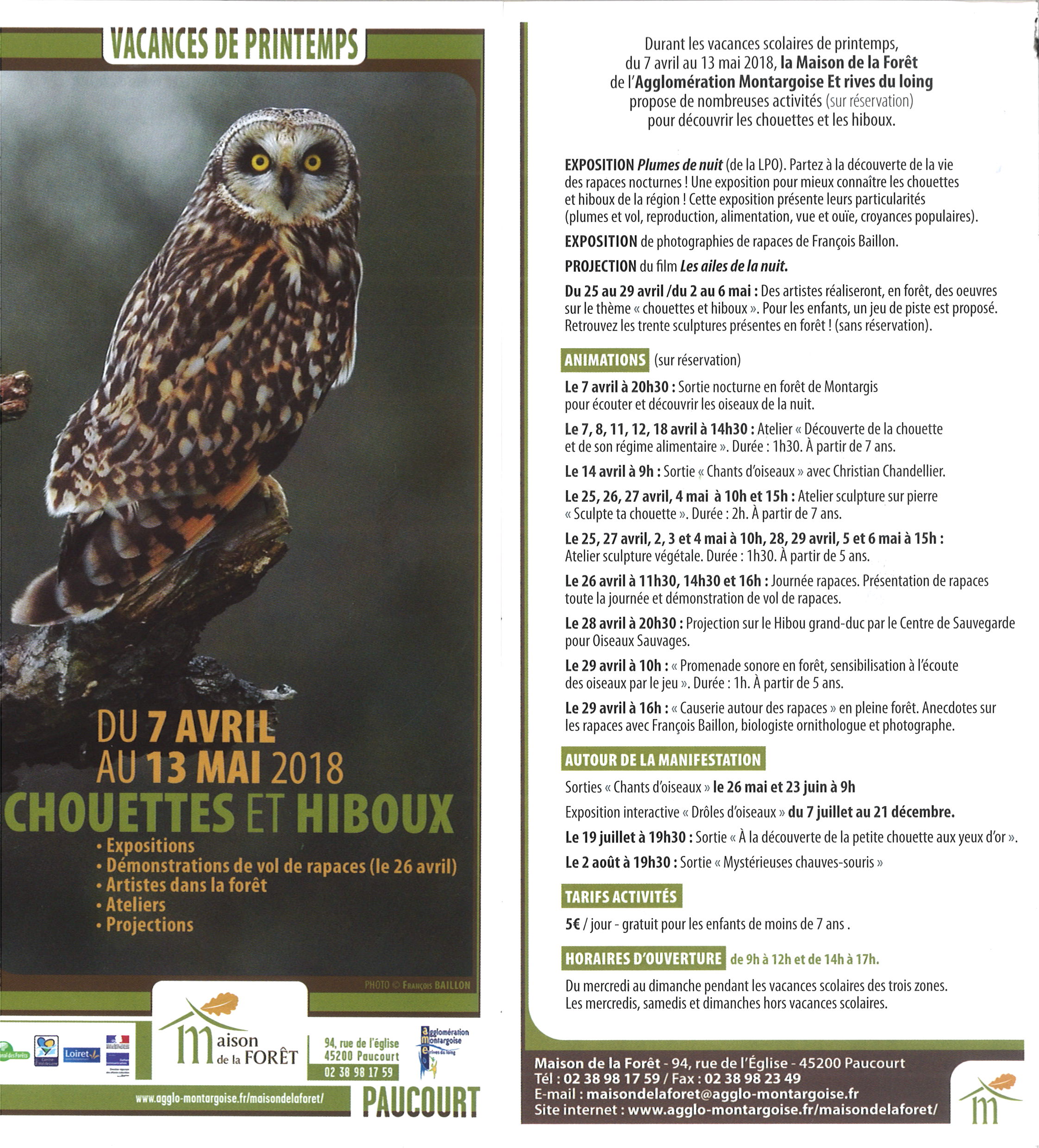 Les chouettes et les hiboux