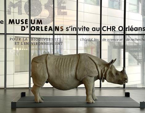 MUSEUM HORS LES MURS / Un rhinoceros dans la ville_1