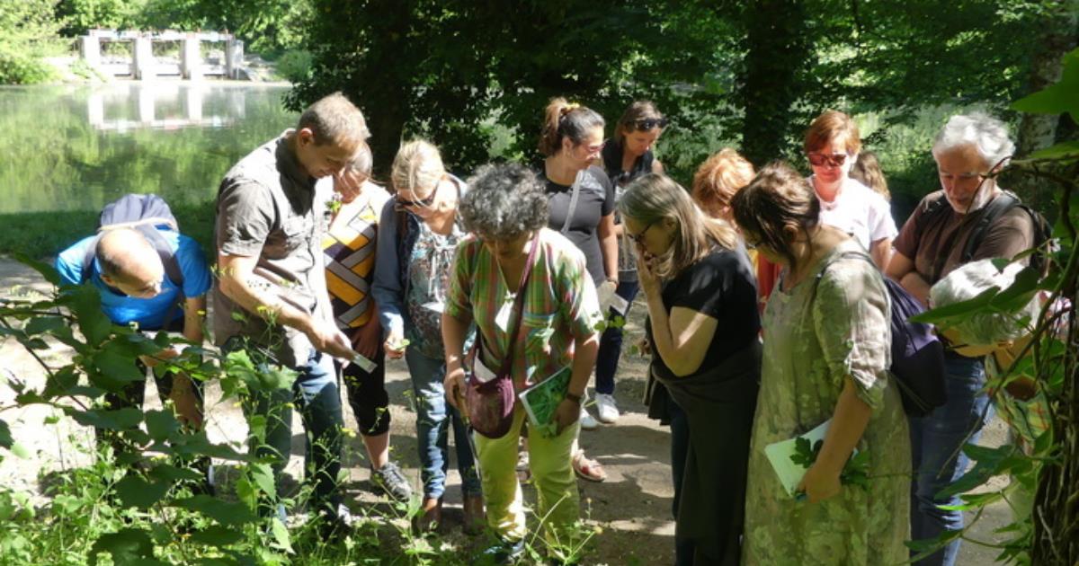 Balade découverte des plantes comestibles