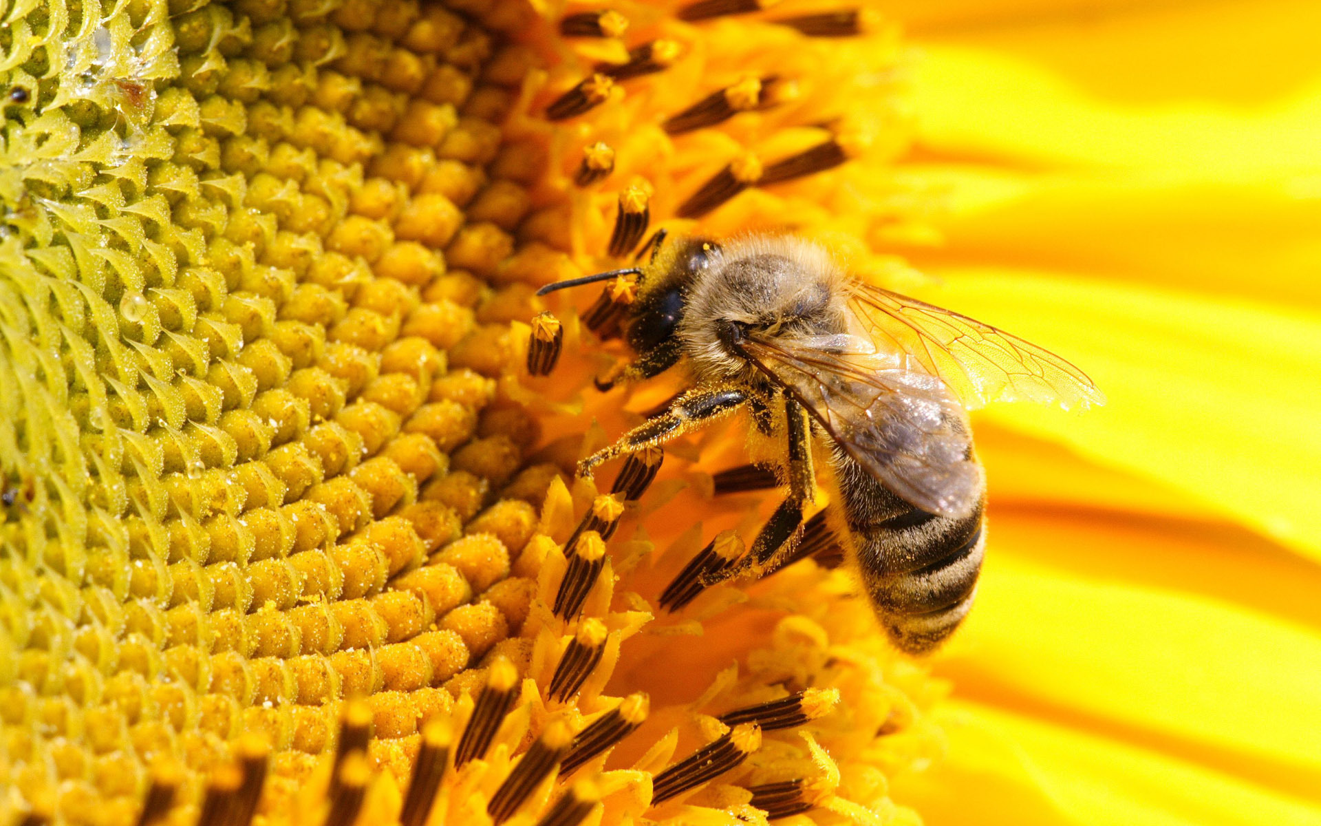 Caprices d'abeille