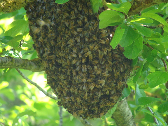 Découverte du monde des abeilles : une animation instructive et captivante avec les apiculteurs du CETA_1