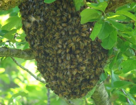 Découverte du monde des abeilles : une animation instructive et captivante avec les apiculteurs du CETA_1