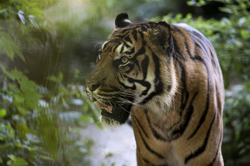 Tigres-ZooParc-de-Beauval