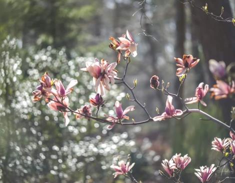 Magnolia gresham 'Heaven scent'