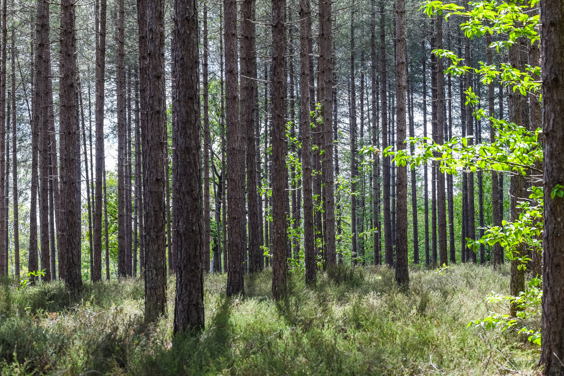 Boucle 08 - Bois des Chaises