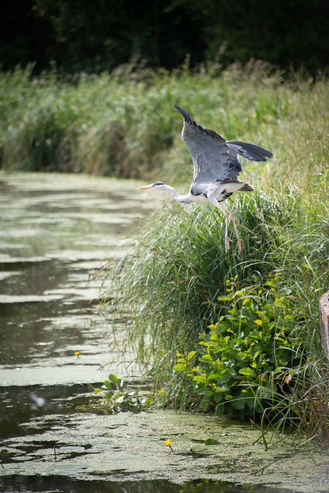Héron - Canal d' Orléans  - Crédit photo : ©Hachem El Yamani