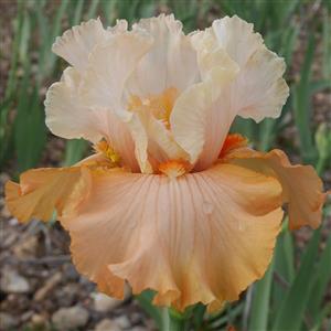 Iris Cayeux