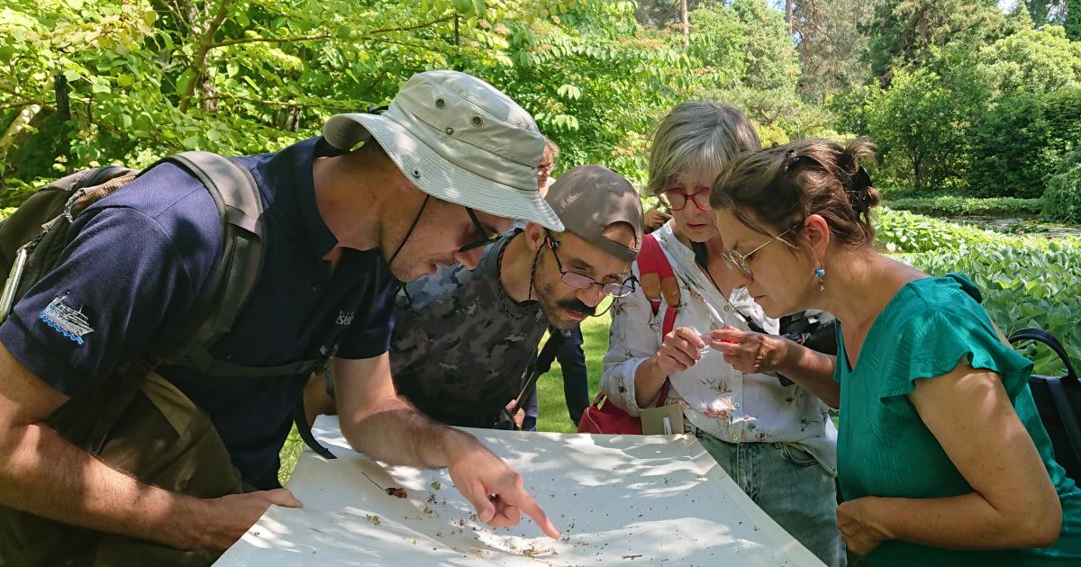 Insectes auxiliaires de nos jardins