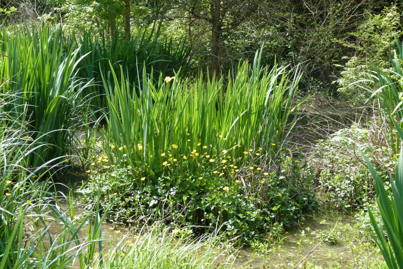 Site naturel préservé de l'Île à Gaston