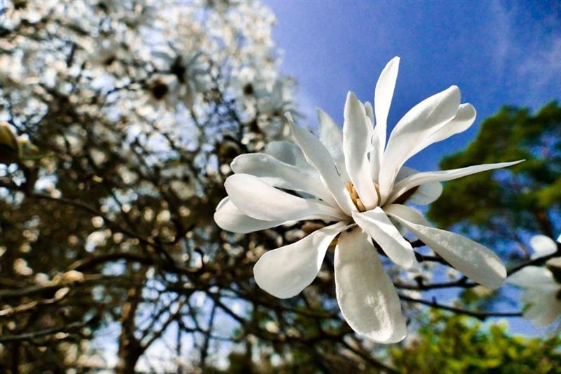 La Danza aerea della Magnolia - participant 2019