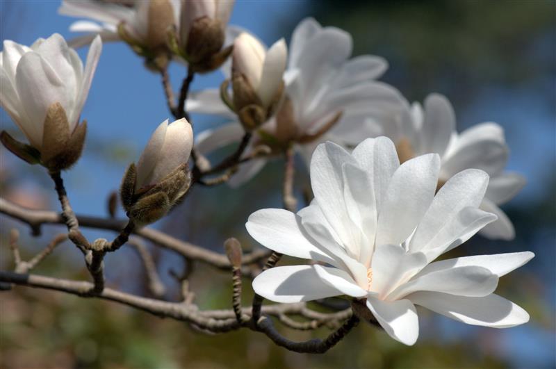 Magnolia stellata