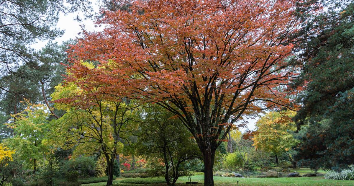 Dimanches d'Automne