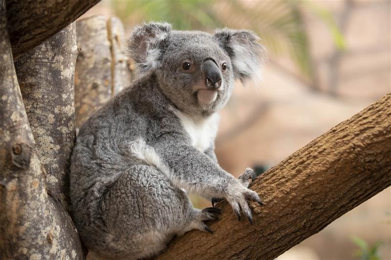 ZooParc de Beauval - Koala - unique en France