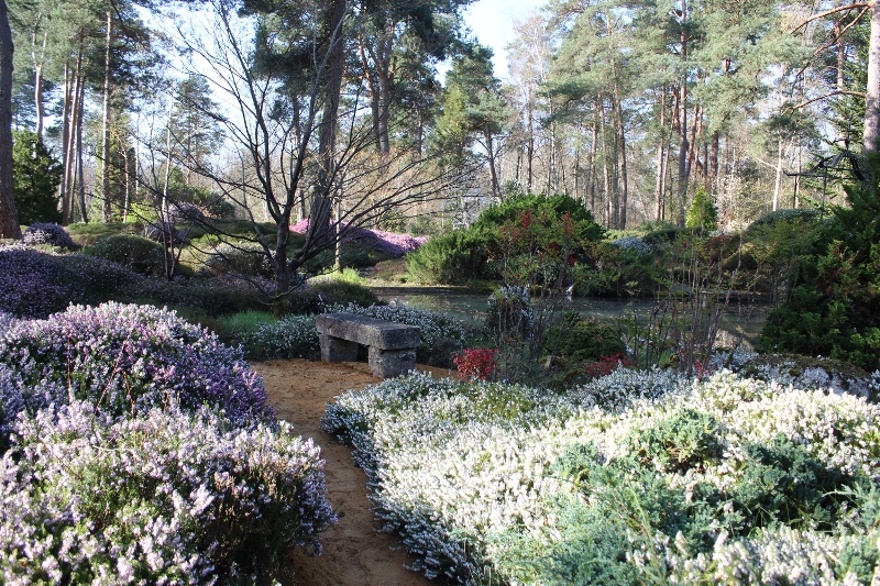 Parterre de bruyères