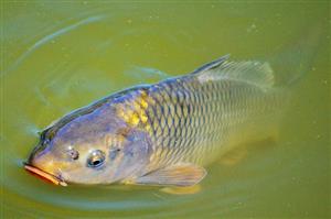 Vente de cartes de pêche étang de la Gravière