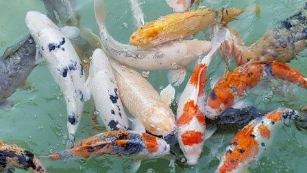 Marché de producteurs et fête de la pisciculture