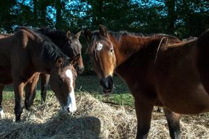 Poney Club / Centre équestre de Vinauger