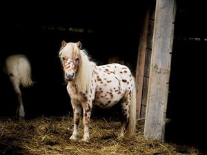 Poney Club / Centre équestre de Vinauger