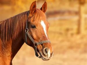 Cercle Hippique d'Olivet