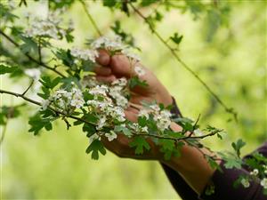 Jennifleurs