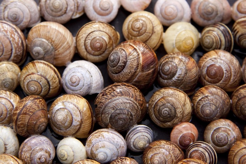 Aux escargots de Chaingy