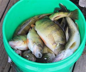 Vente de cartes de pêche 