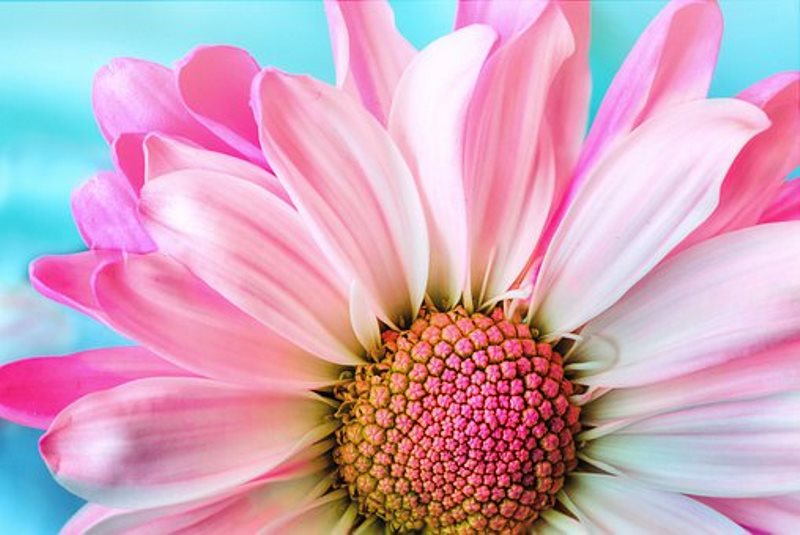 Foire aux fleurs et aux plantes