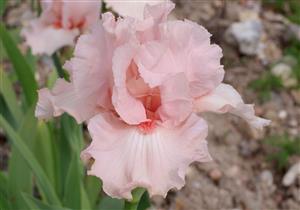 Iris Cayeux