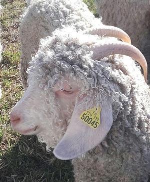 Le Mohair de Sophie & cie