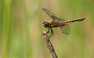 ASC 1 - Association Somone Keur Bassin Les sorties nature de l'Atlas de la biodiversité