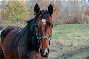 ASC 1 - Association Somone Keur Bassin Centre Equestre Le Lugère