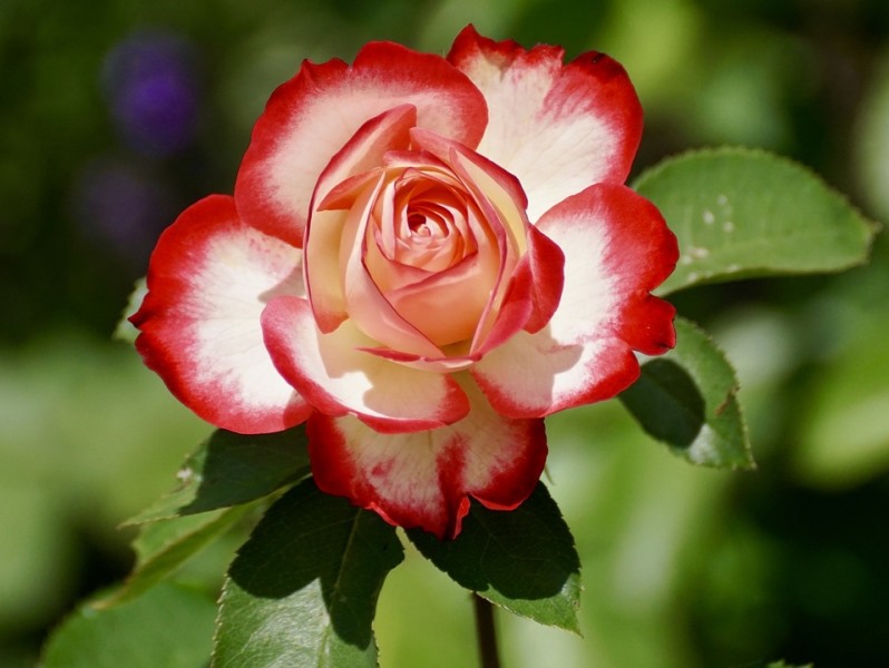 Roseraie de Morailles