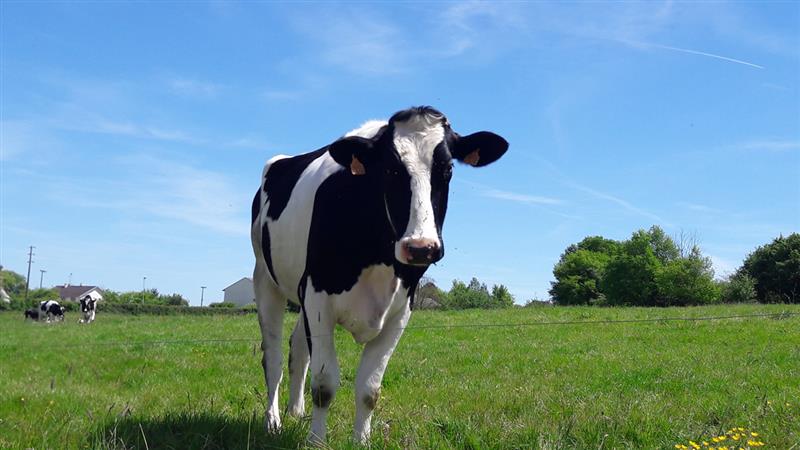 Beaulieu sur Loire-gaec des doucets- vache 